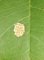 Ogdoecosta biannularis