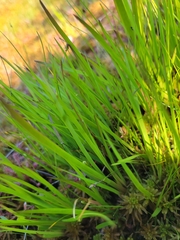 Xyris montana