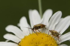Brachycoleus pilicornis