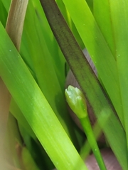 Xyris montana