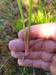 Xyris montana