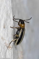 Acalymma trivittatum