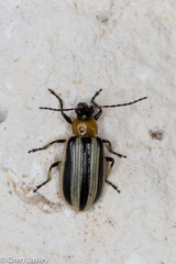 Acalymma trivittatum