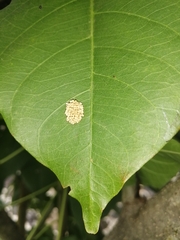 Ogdoecosta biannularis