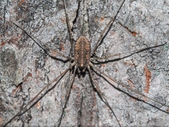 Oligolophus tridens