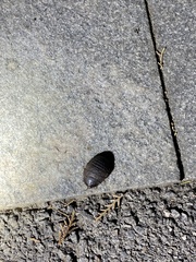 Eupolyphaga sinensis