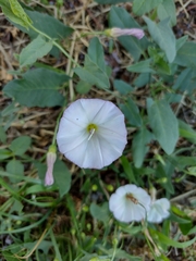 Convolvulus arvensis