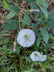 Convolvulus arvensis