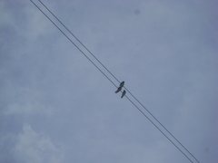 Progne chalybea chalybea