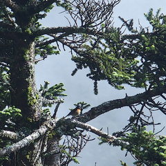 Tarsiger johnstoniae