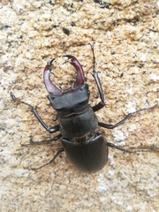 Lucanus cervus