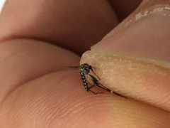 Aedes aegypti