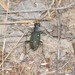Prairie Tiger Beetle - Photo (c) Robby Deans, some rights reserved (CC BY-NC), uploaded by Robby Deans