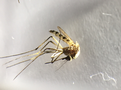 Aedes scapularis