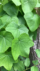 Menispermum canadense