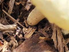 Verpa bohemica