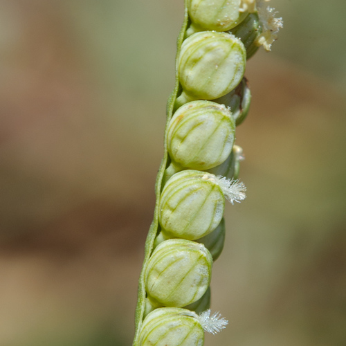 Paspalum scrobiculatum