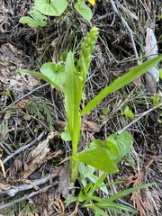 Platanthera unalascensis