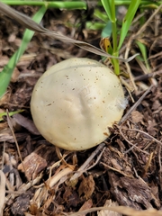 Verpa bohemica