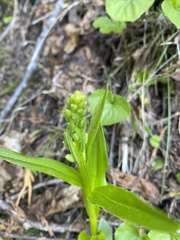 Platanthera unalascensis
