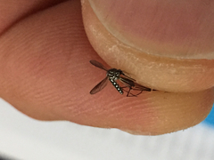 Aedes aegypti