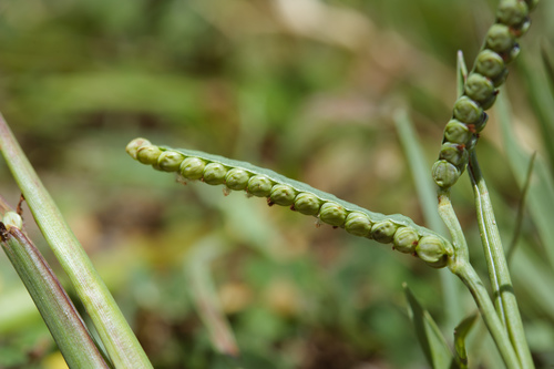 Paspalum scrobiculatum