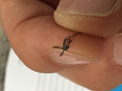 Aedes aegypti