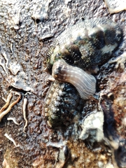 Sypharochiton