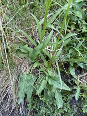 Phyteuma betonicifolium