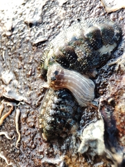Sypharochiton