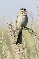 Spizella pallida