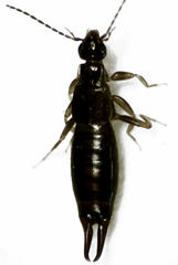 Nesogaster halli
