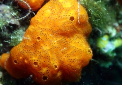 Polysyncraton lacazei