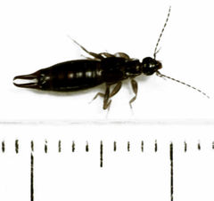 Nesogaster halli