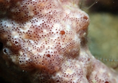 Polysyncraton lacazei