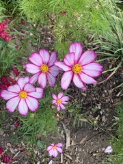 Cosmos bipinnatus