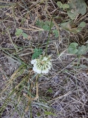 Trifolium repens