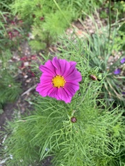 Cosmos bipinnatus
