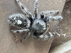 Phidippus audax