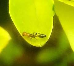Pseudomyrmex gracilis