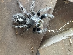 Phidippus audax