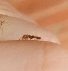 Pseudomyrmex gracilis