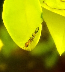 Pseudomyrmex gracilis