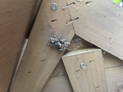 Phidippus audax