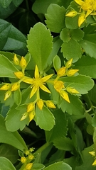 Phedimus kamtschaticus