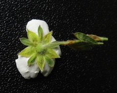 Dasiphora mandshurica