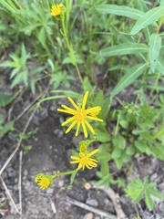 Senecio crassulus