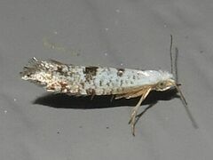 Argyresthia thuiella