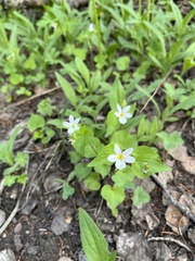 Viola canadensis scopulorum