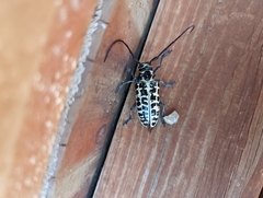 Plectrodera scalator